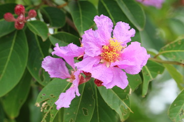 オオバナサルスベリ