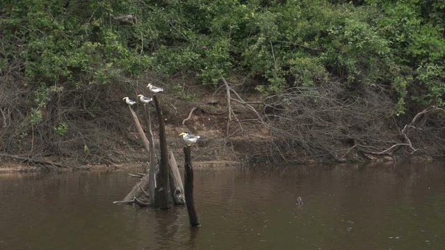 boating on the river,  birds on tree,  slowmotion