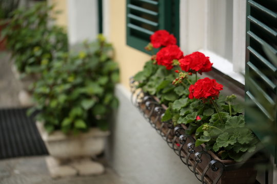 a typical austrian window with green louvered shuters and square paned windows with flowers in hanging flower pots