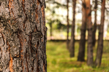 Blurred  background of tree  trunk, copy space, lens blur.