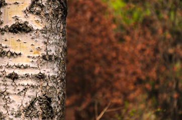 Blurred  background of tree  trunk, copy space, lens blur.