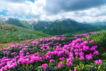 Fototapeta premium Niesamowite różowe kwiaty rododendronów