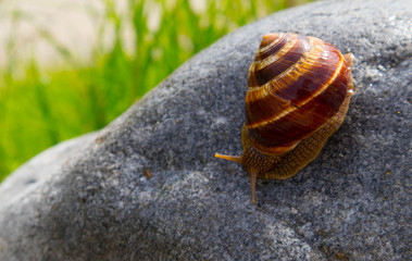 Photo depicts a wild lovely big beautiful snail with spiral shell. Amazing helix in the garden, crawling in a stone. Fresh green grass on the background, good sunny weather. Marco, close up view.