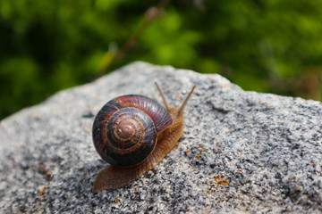 Photo depicts a wild lovely big beautiful snail with spiral shell. Amazing helix in the garden, crawling in a stone. Fresh green grass on the background, good sunny weather. Marco, close up view.