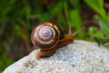 Photo depicts a wild lovely big beautiful snail with spiral shell. Amazing helix in the garden, crawling in a stone. Fresh green grass on the background, good sunny weather. Marco, close up view.
