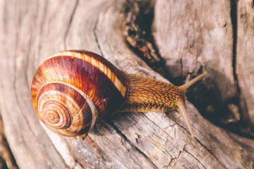 Photo depicts a wild lovely big beautiful snail with spiral shell. Amazing helix in the garden, crawling in wooden texture tree trunk, good sunny weather. Marco, close up view.