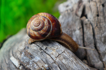 Photo depicts a wild lovely big beautiful snail with spiral shell. Amazing helix in the garden, crawling in wooden texture tree trunk, good sunny weather. Marco, close up view.