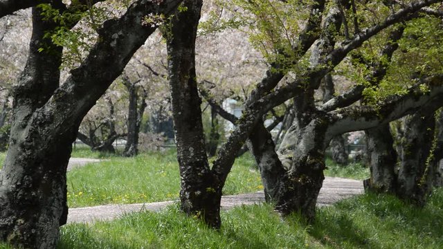桜・散る頃・雪がふるように