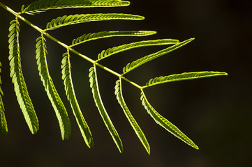 Mimosa plant leaf with leaflets closed