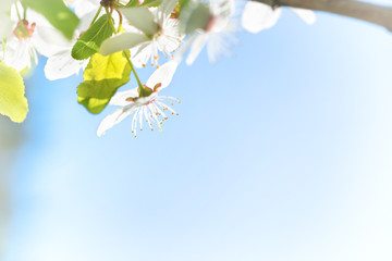 Branch with white flowers on a blossom cherry tree