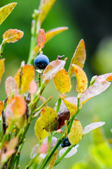 Natural single wild blueberry on branch with drop of water