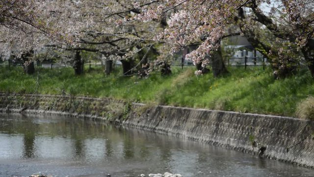 桜・散る頃・雪がふるように