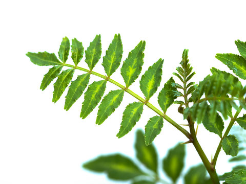 2 236 Best 山椒 Images Stock Photos Vectors Adobe Stock