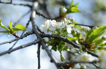 Blooming cherry tree against the blue sky