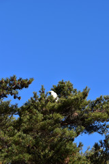 高い木の上のダイサギ