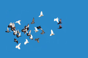 free flying black and white doves