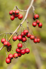Autumn red berries hanging from twigs