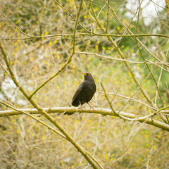 Blackbird sitting on a branch in spring forest. Thrush in nature.