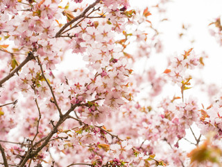 Branch with blossoms Sakura. Abundant flowering bushes with pink buds cherry blossoms in the spring.