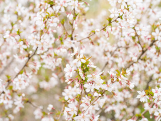 Branch with blossoms Sakura. Abundant flowering bushes with pink buds cherry blossoms in the spring. Prunus incisa