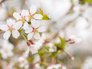 Branch with blossoms Sakura. Abundant flowering bushes with pink buds cherry blossoms in the spring. Prunus incisa