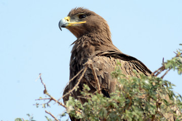 The steppe eagle (Aquila nipalensis) 