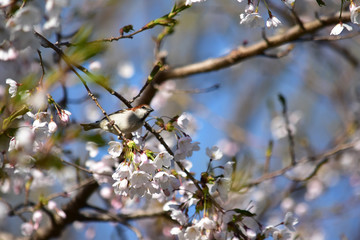 桜の木のニュウナイスズメ
