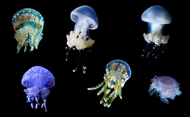 Fototapeta premium Jellyfish species over black background