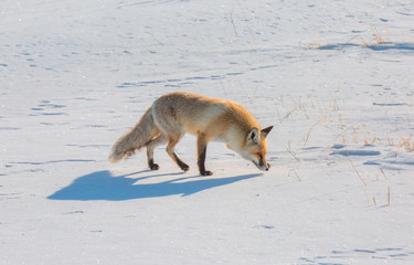 Red fox walking through the winter snow