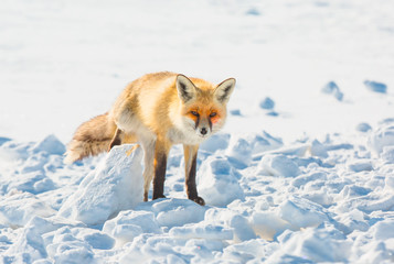 Red fox walking through the winter snow