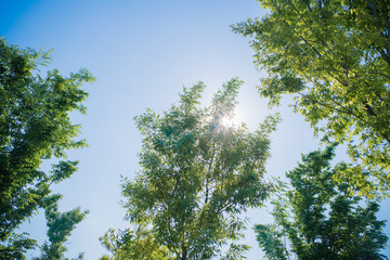 Fototapeta premium 新緑と青空