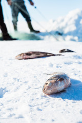 In winter, people catch fish from under the ice in the Cildir Lake. Fishing is a popular activity among the local people, Kars