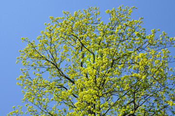 Bright green blown tree against the blue sky in spring.