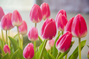 Fototapeta premium Tulips flower