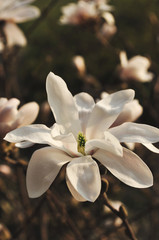 Fototapeta na wymiar White magnolia