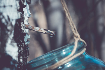 Fototapeta na wymiar Collecting birch sap in glass jar. Shallow depth of field. Toned image.