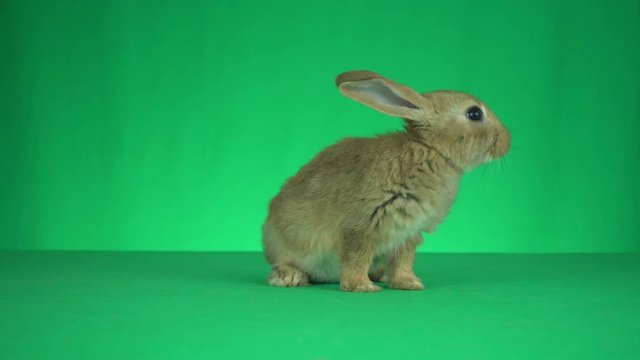 rabbit on a green background