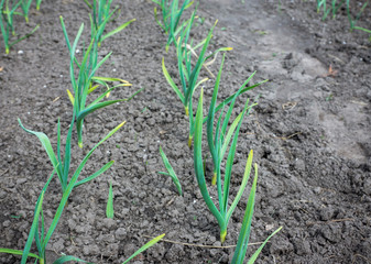 Garden bed with fresh green onion. Selective focus.