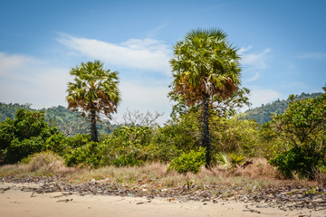 Fototapeta na wymiar two palms on the beach, at the shore of Andaman sea, southern region of Myanmar