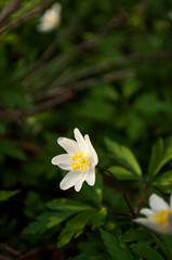Flowers white hellebore