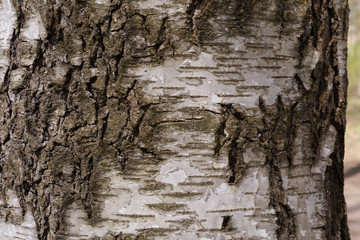 Abstraction. The bark of the tree. Birch