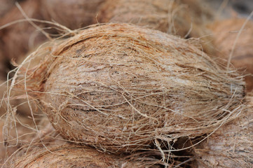 Coconut