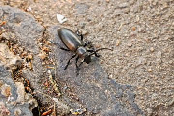 Closeup of a black beetle 