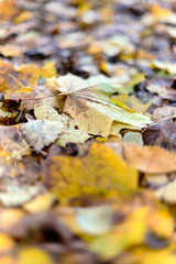 Autumn maple leaves lie on the ground in late autumn. Saint-Petersburg, Russia.