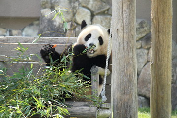 Obraz na płótnie Canvas Panda eats bamboo leaves