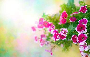 Pink petunia in flower pot