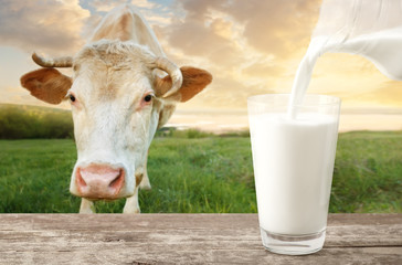 pouring milk with cow