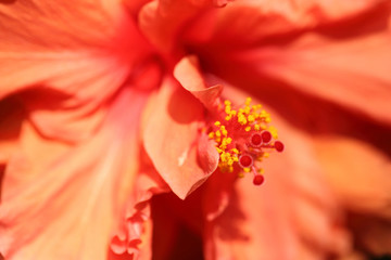 Abstract of flower petal and long stamens with pollen inside orange hibiscus by macro lens.