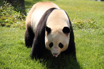 Panda walks on grasses