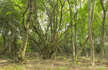 A dry huge bush in the middle of the forest, a sunny day